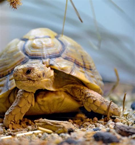 hermann hermes|Hermann's Tortoise Care Guide .